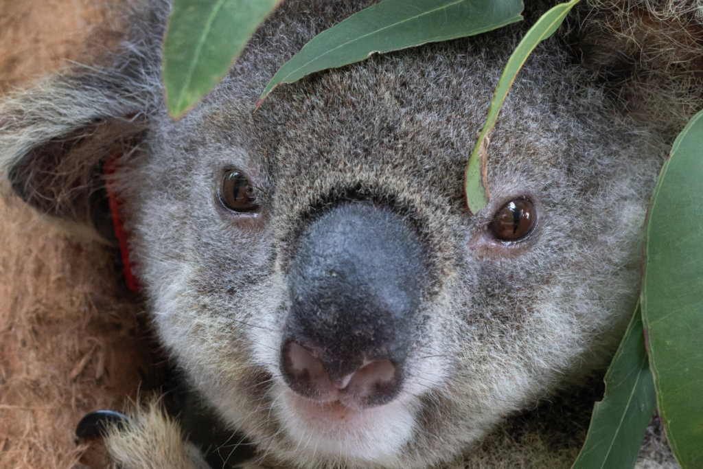 Koala Hospital July update