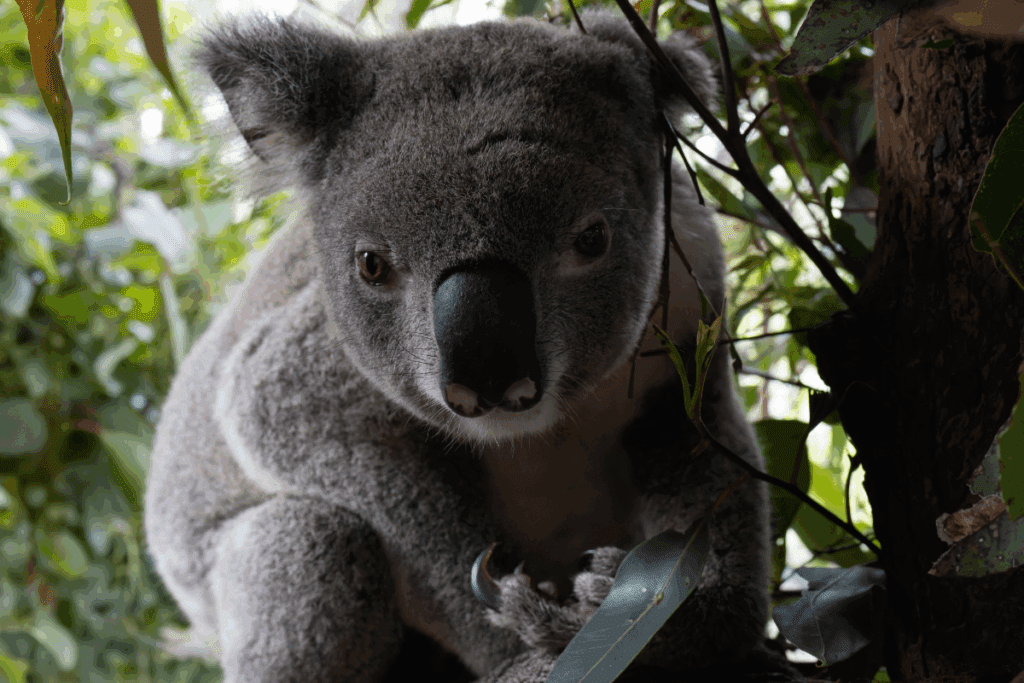 Chlamydial cystitis in a koala can look like a wet stained rump.