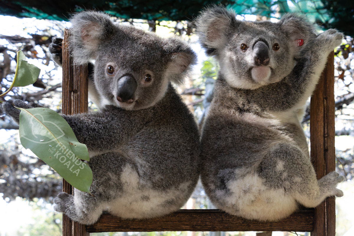 Koala Kindy April 2024 - Friends of the Koala