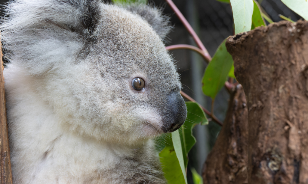 Koala Kindy February 2024