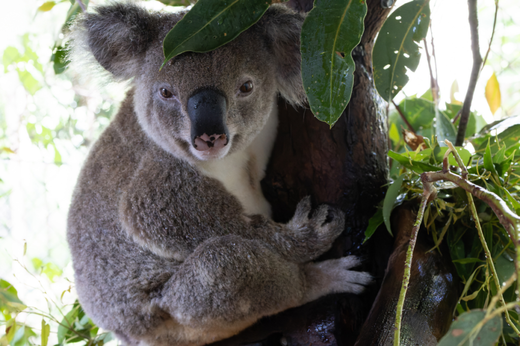 Koala hospital and kindy update