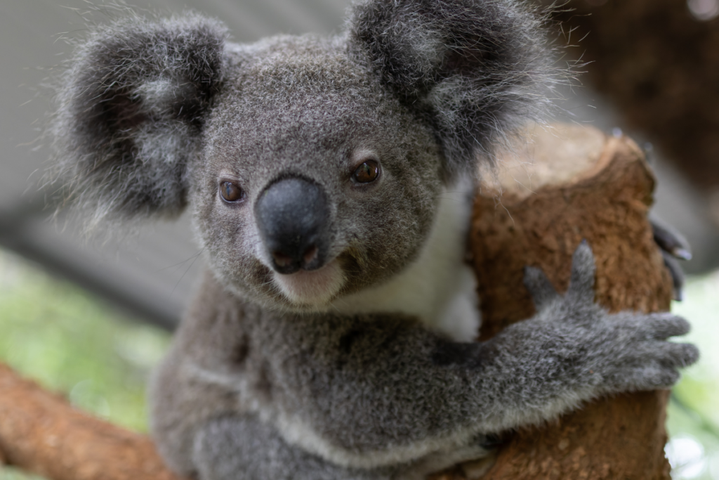 Koala hospital expansion