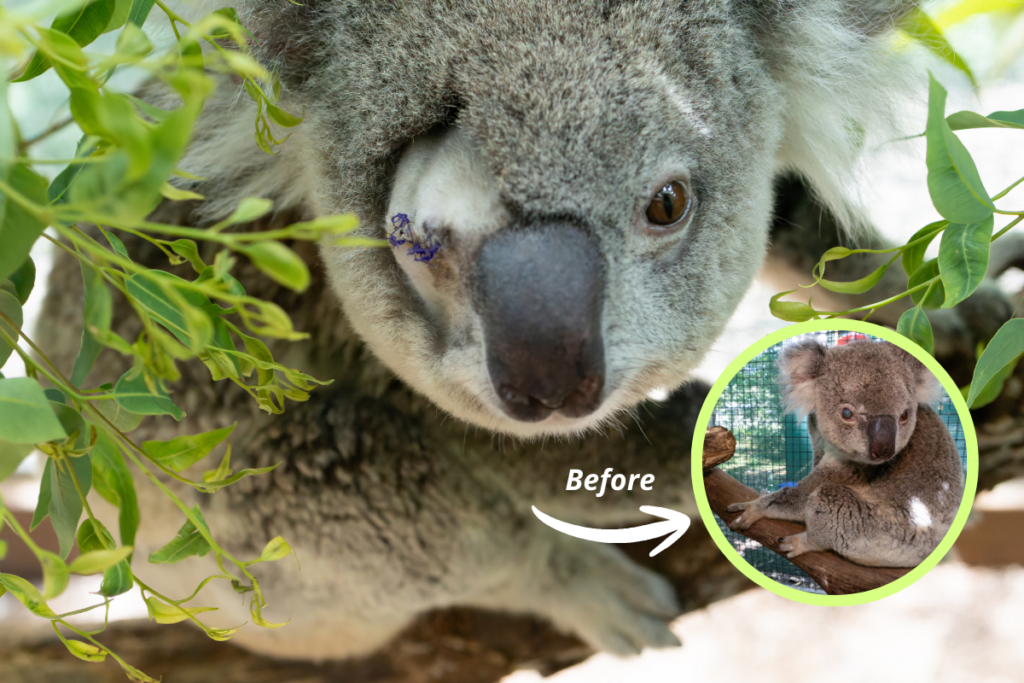 Koala carers and volunteers