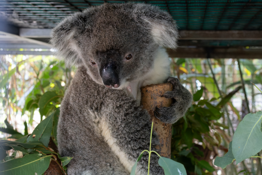 Koala carers and volunteers