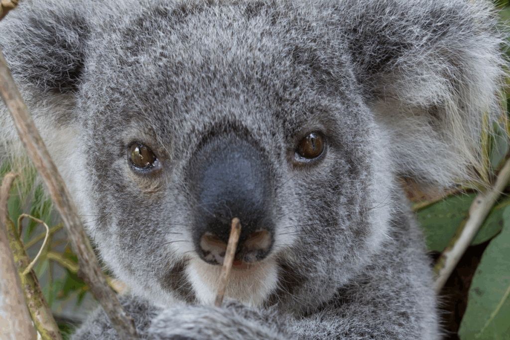 Koala Kindy and Care Centre Update Nov 25