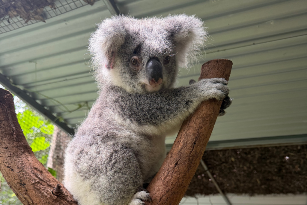 Koala Kindy and Care Centre update Feb 2026
