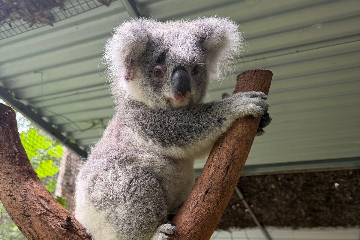 Friends of the Koala