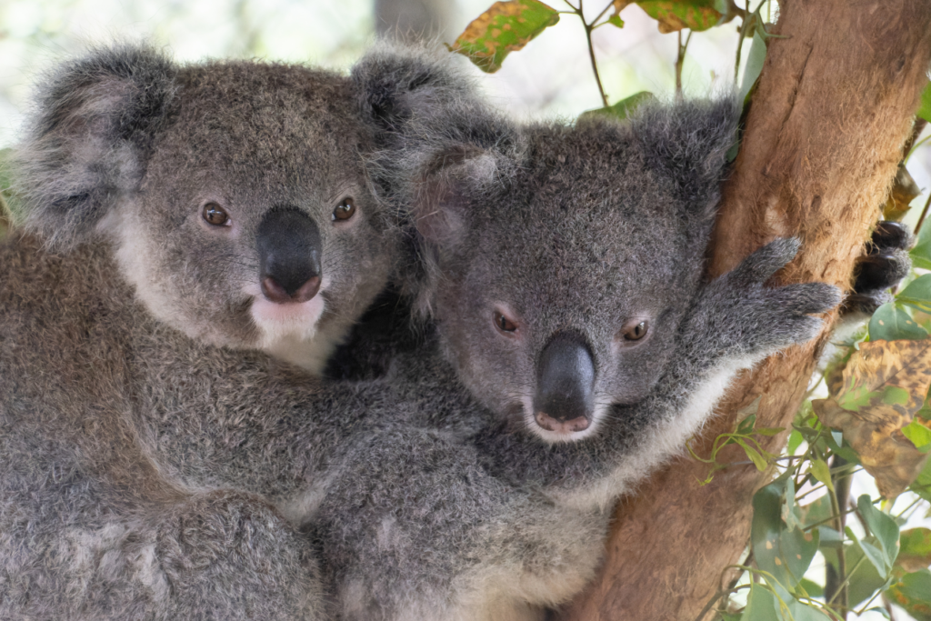 Take a koala tour in Lismore and enjoy a koala-packed adventure!