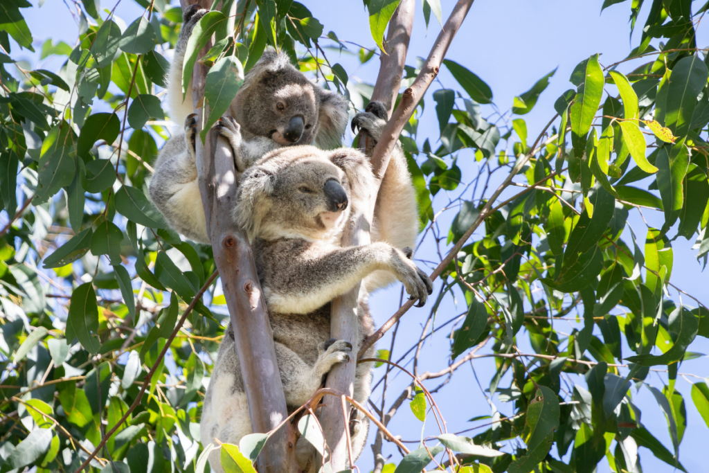 how long does a koala live