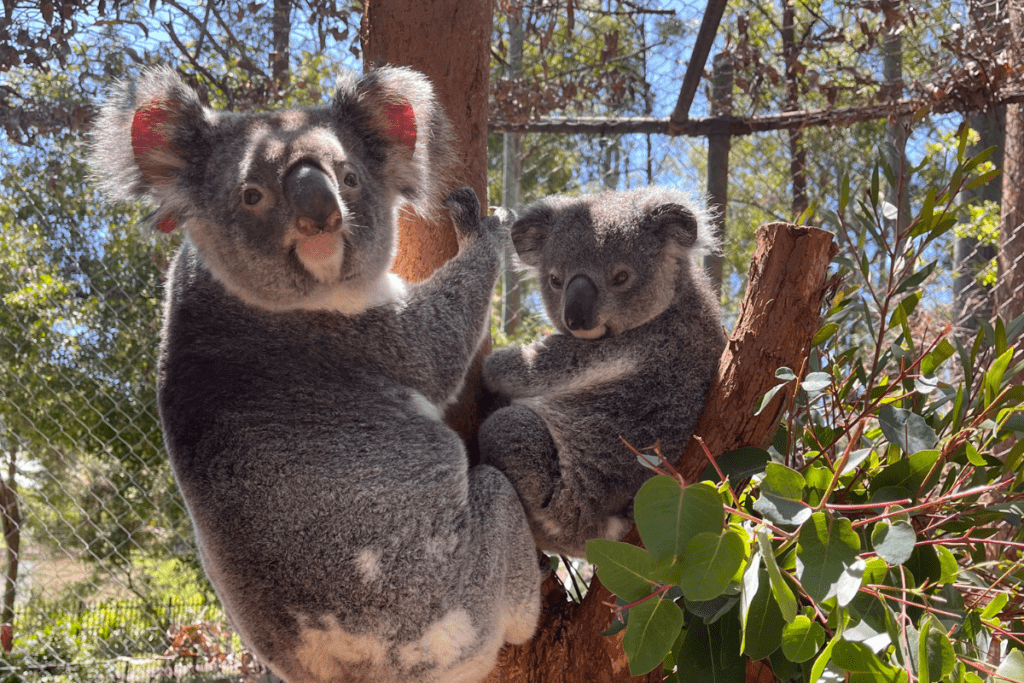 We are constructing three new runs joeys and resident koalas