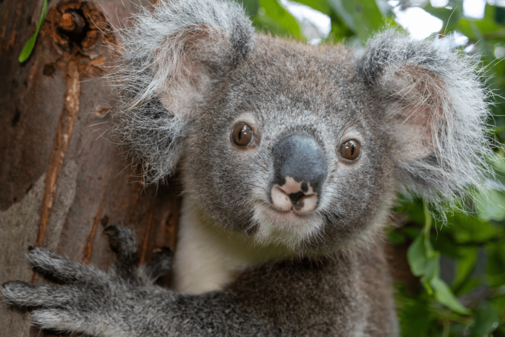 We aim to enhance our facilities, improve koala rehabilitation and expand our educational outreach.