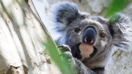 koala rescue australia