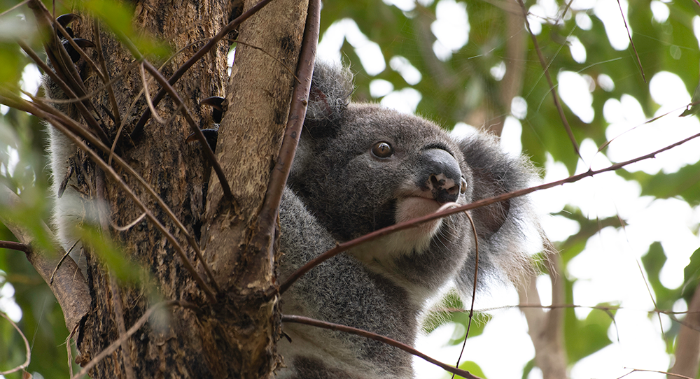 Koala Health Hub