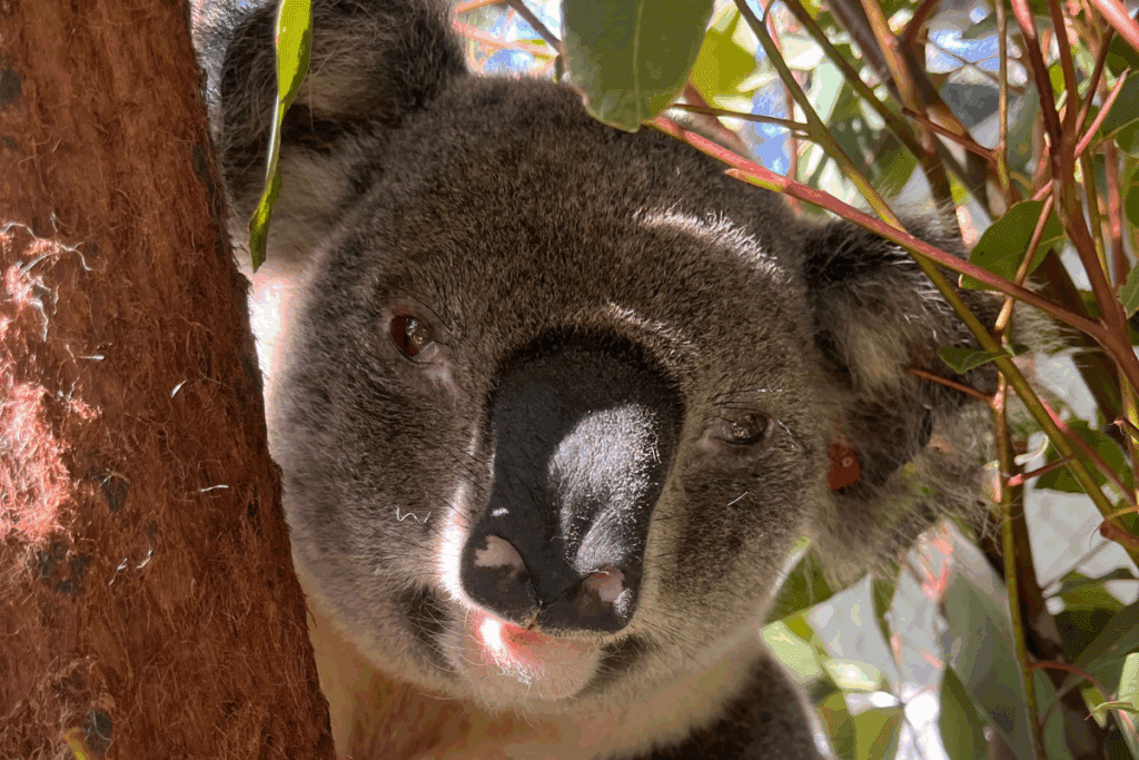 Chlamydial disease is the number one cause for sickness in koalas in the Northern Rivers.