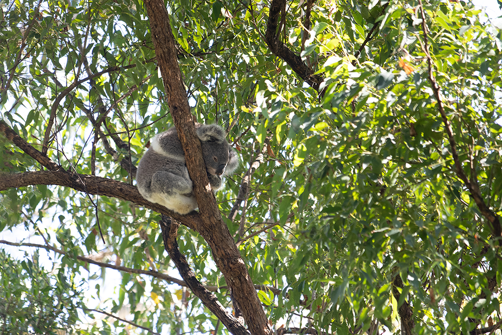 Koala Conservation Strategy Plan