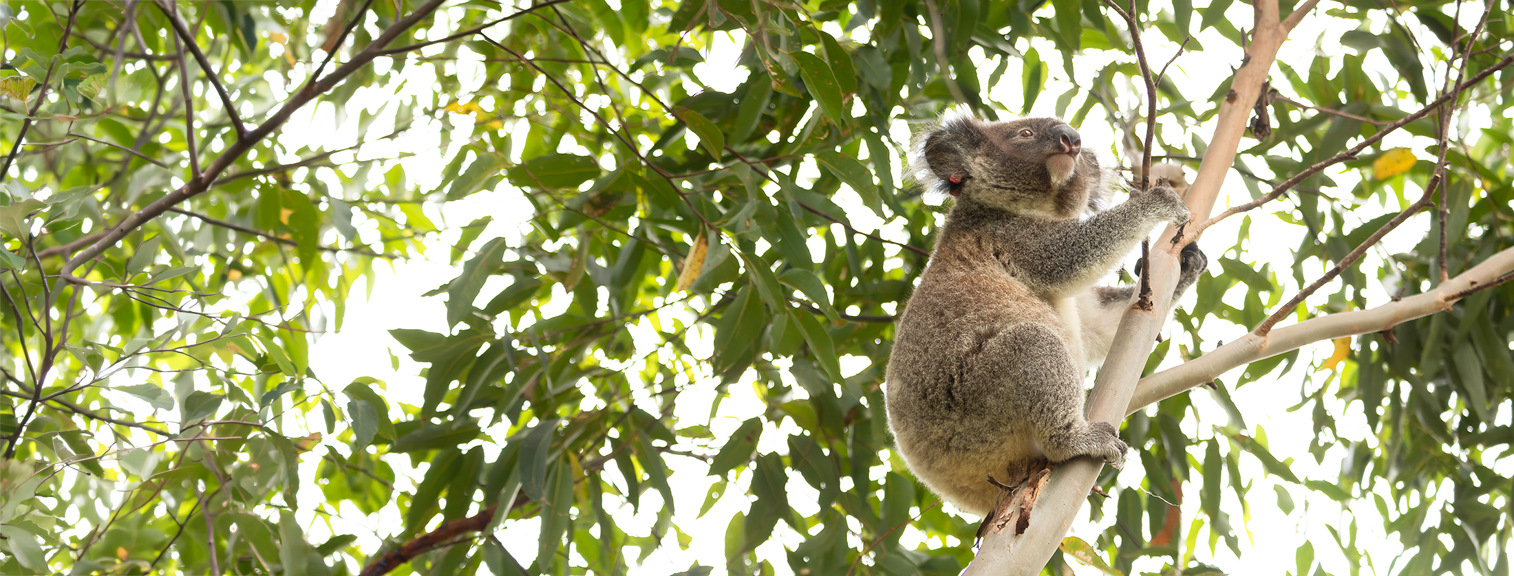Koala Trauma Season