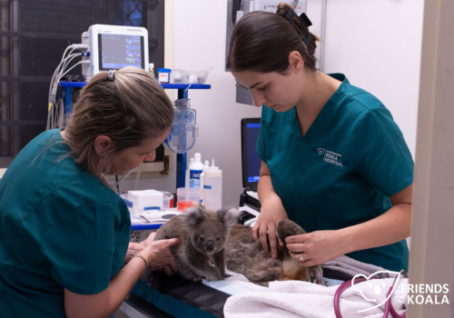 Koala Volunteers Always on Hand When Care is Needed Most