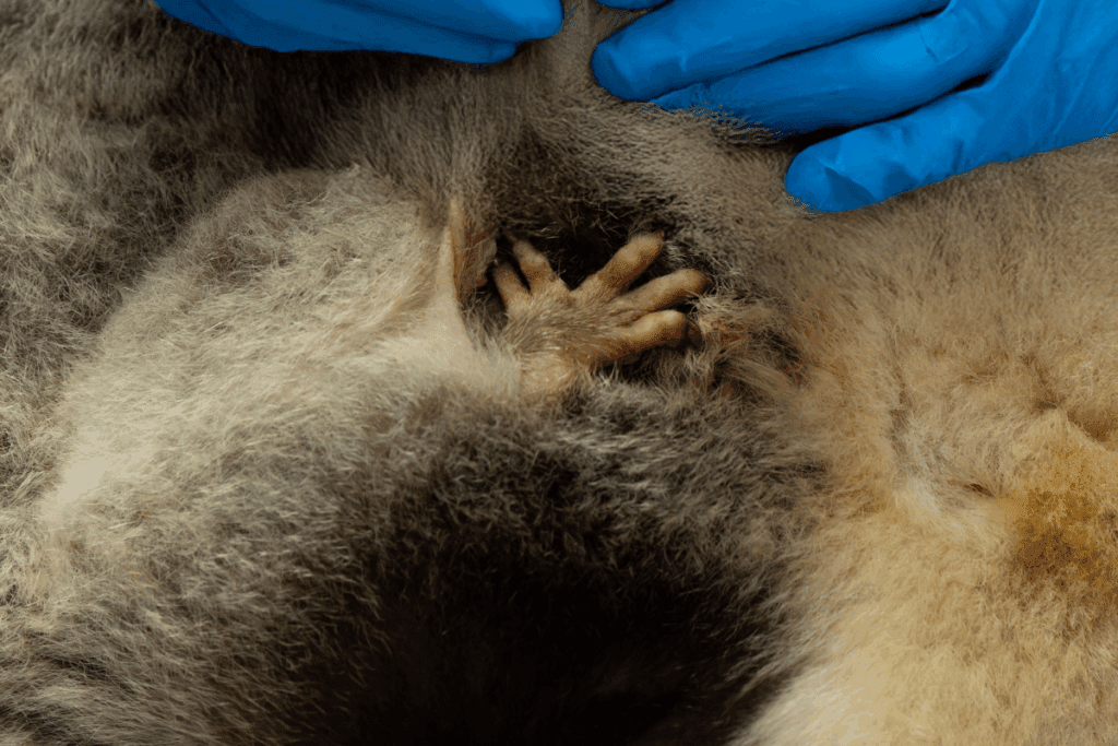 breeding season koalas