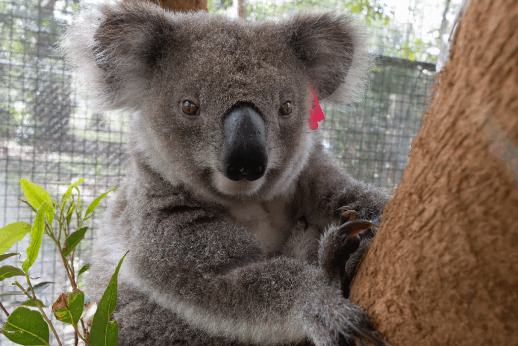 Koala releases Northern Rivers