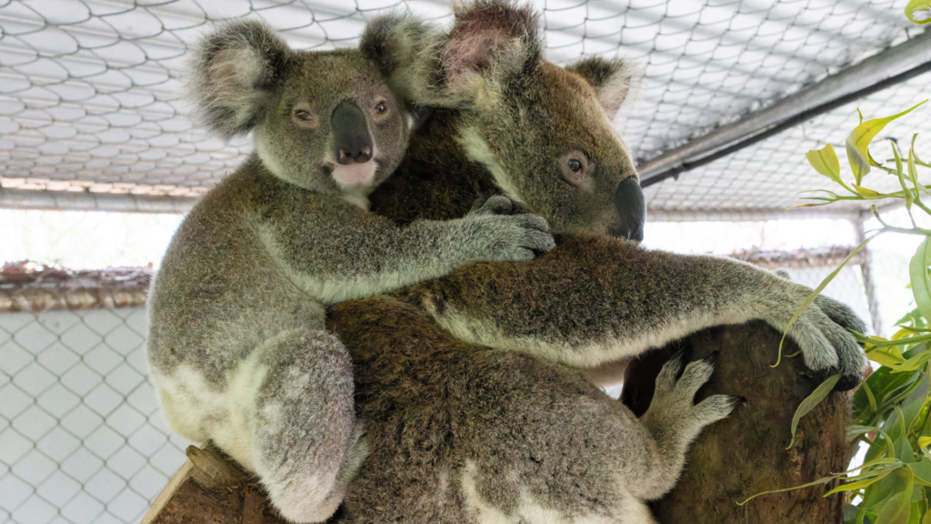 40 years of Friends of the Koala