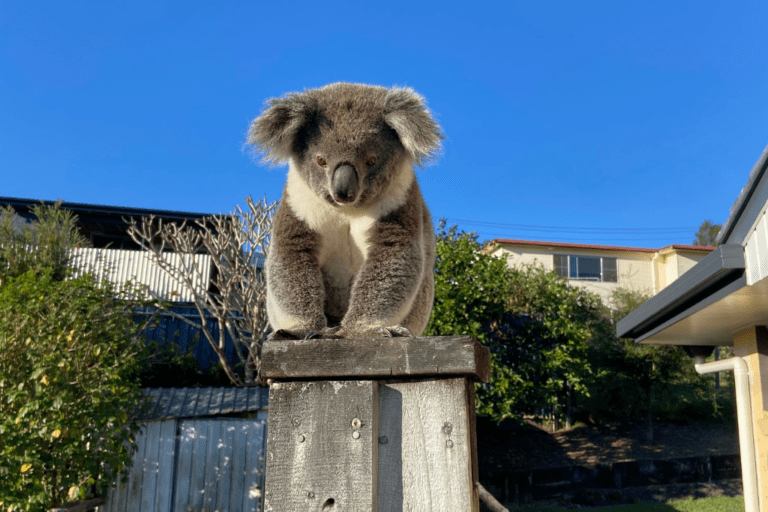 10 ways to help koalas in 2024 - Friends of the Koala