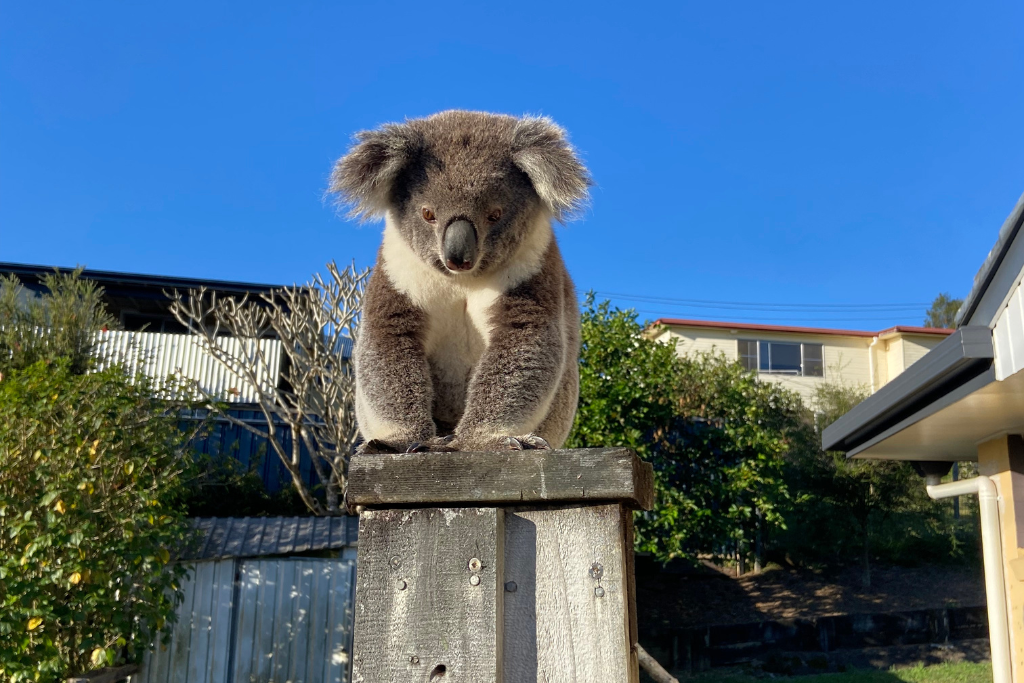 Northern Rivers koala population