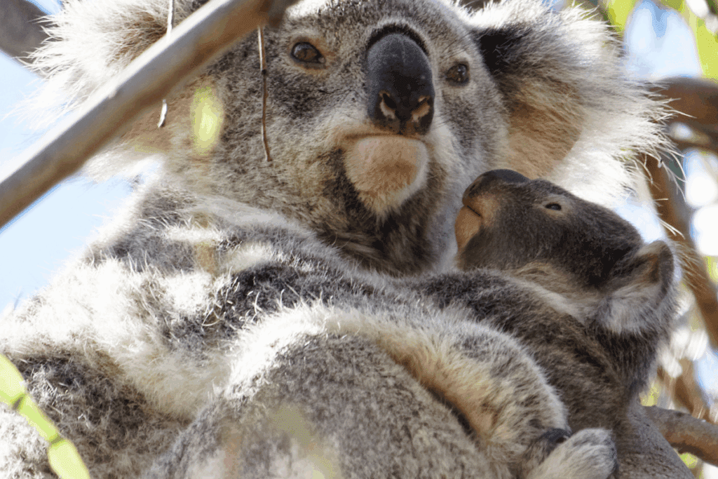 National Threatened Species day - the koala