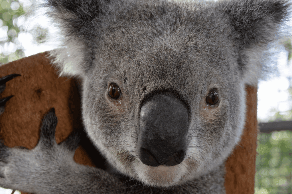 A recent study found that brief excursions on the group, cause koala mortalities.