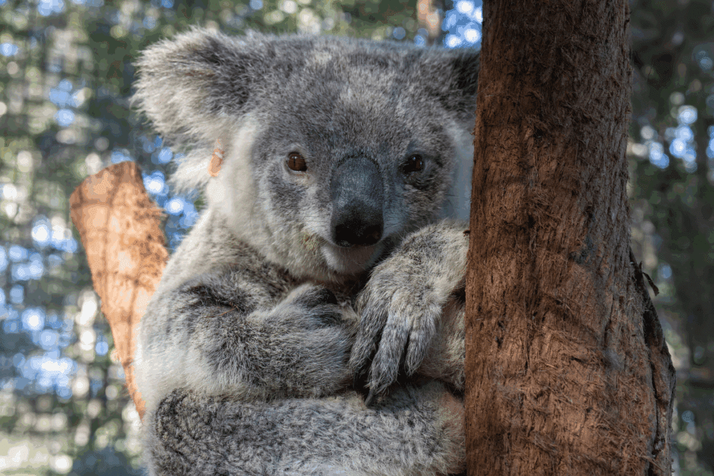 Koala breeding season starts in June - do you know how to help koalas in breeding season?