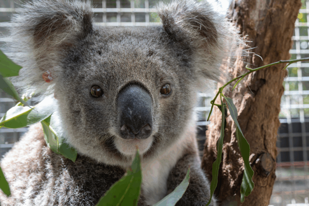 Koala released back to the wild
