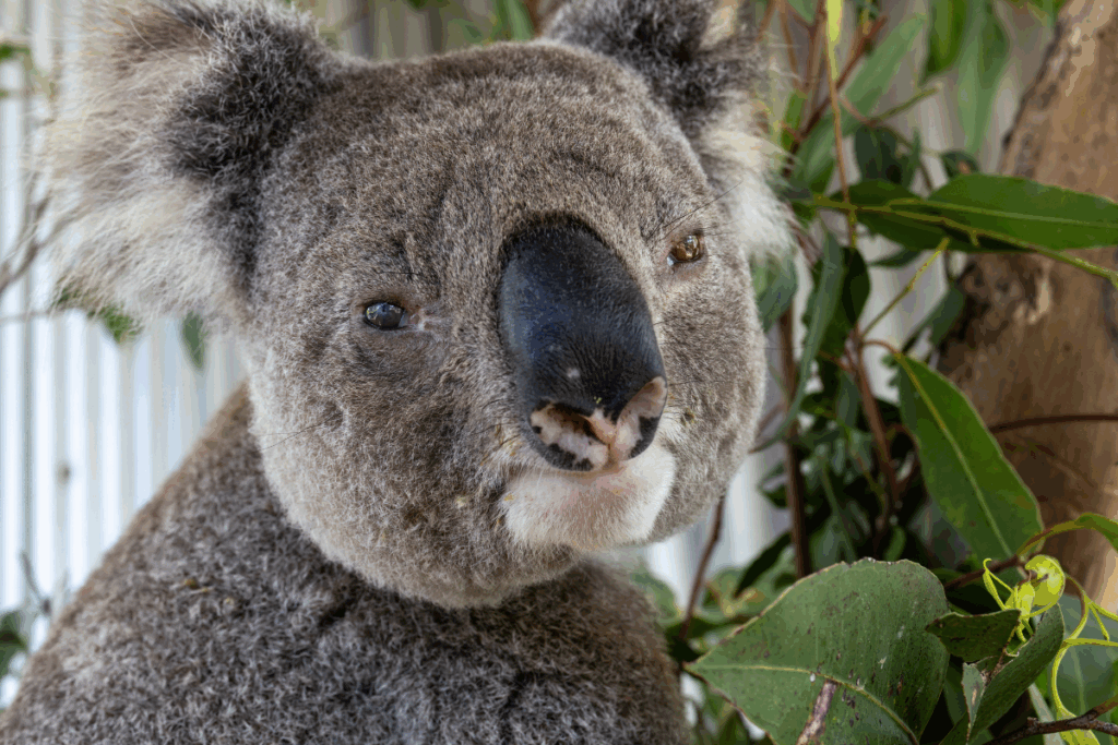 Koala released back to the wild in September