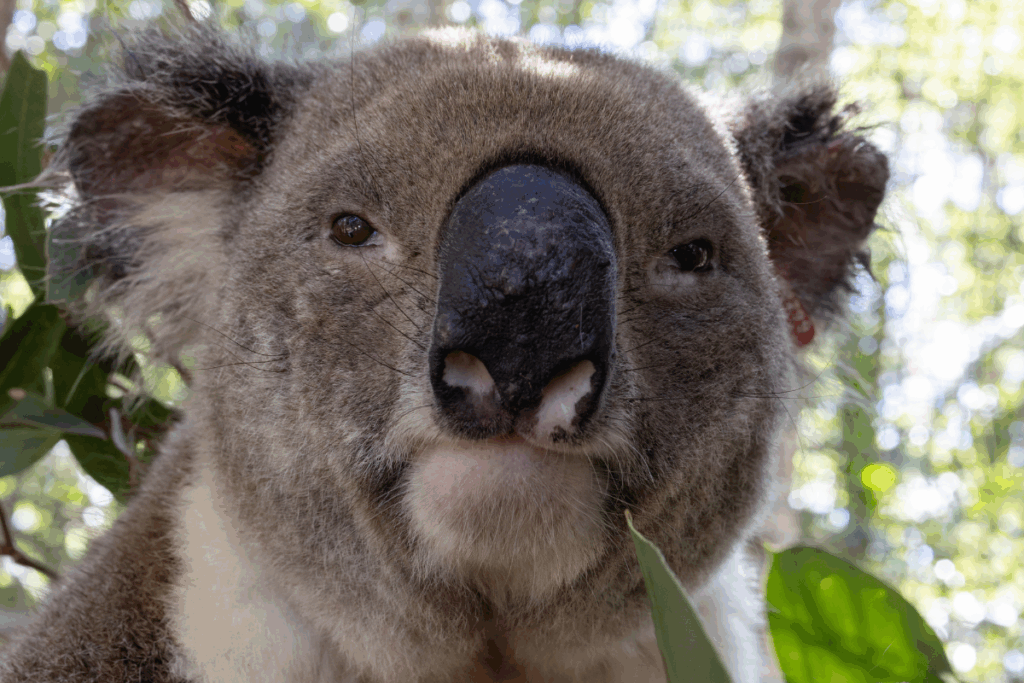 Koala released home