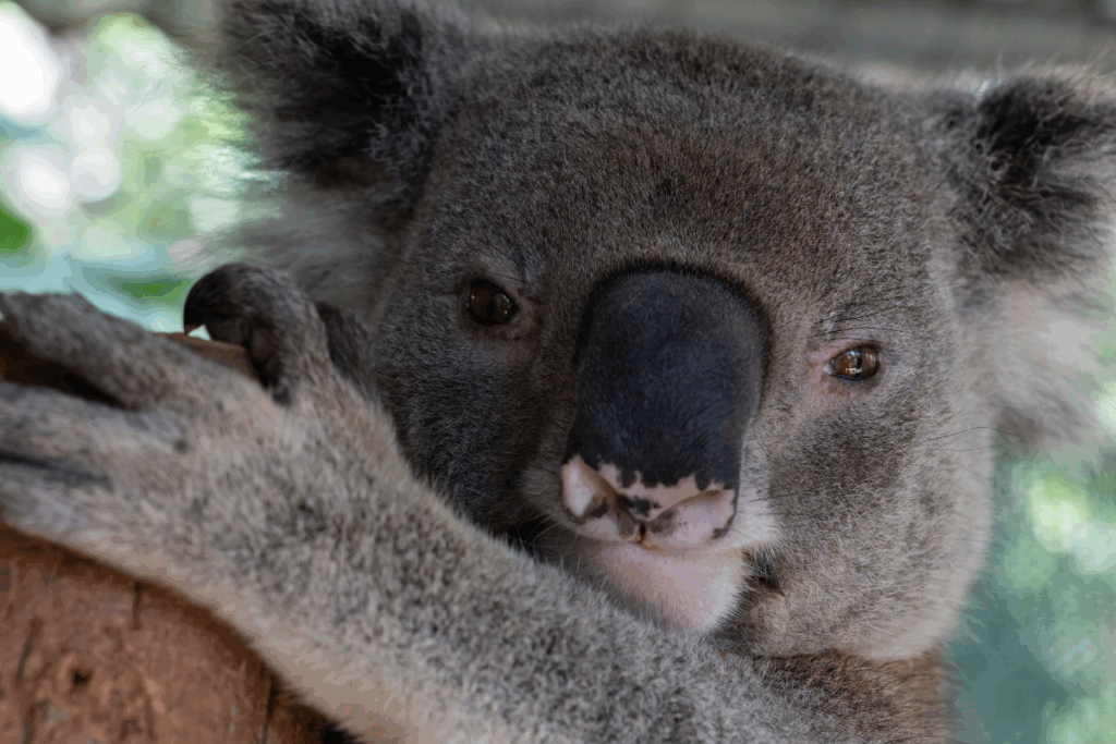 Koala releases