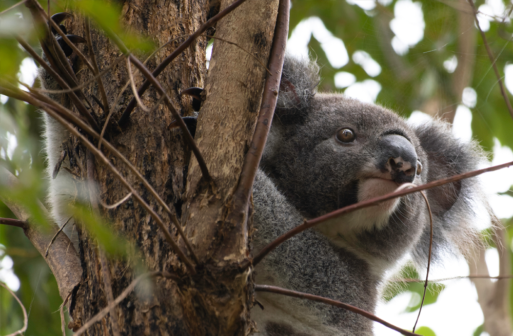 The unbearably gross fact about baby koalas that might ruin them for you  forever 