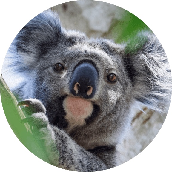 Koala-vaccine-2-min