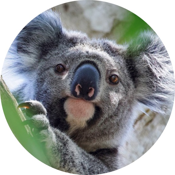 Is that KOALA a GIRL? 🐨💚❣️✓ Learn how to tell koala girls and