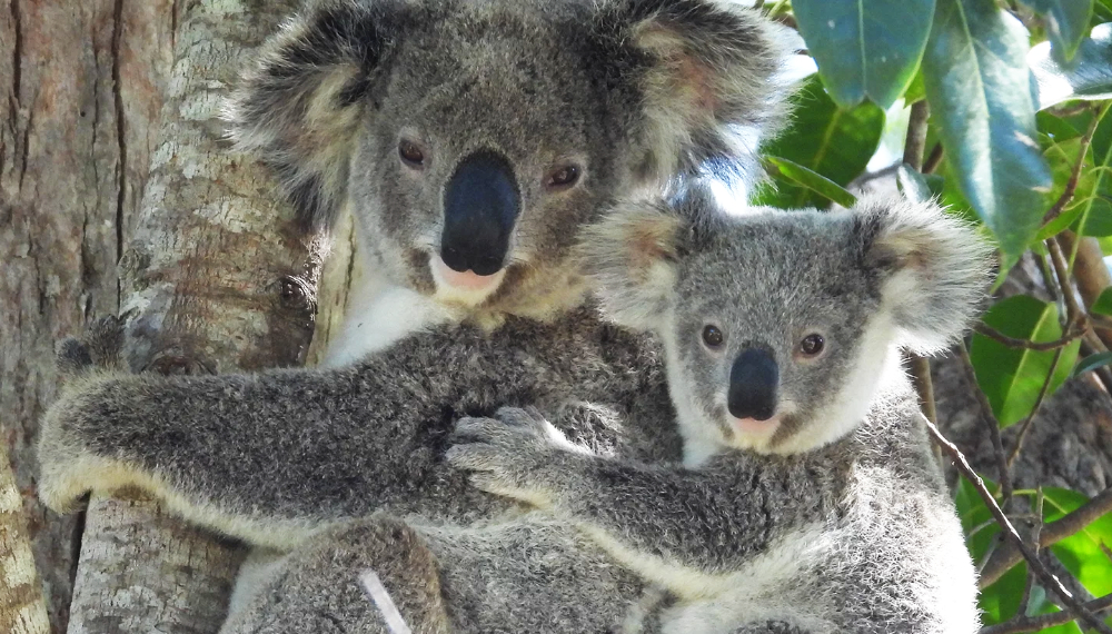 Australian Koala Fund