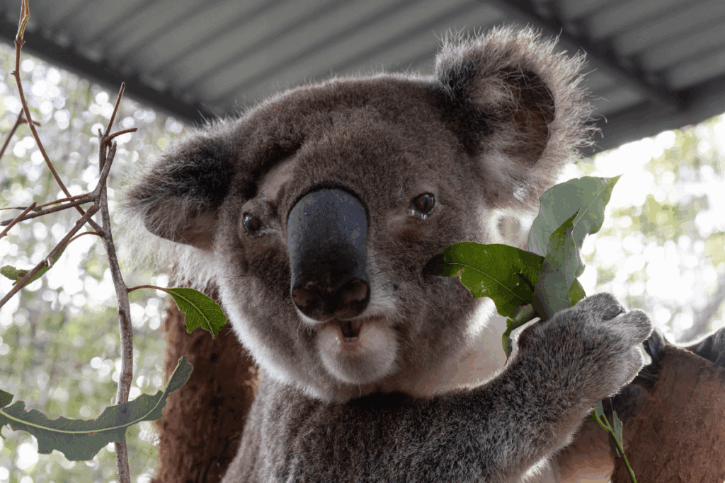 Koalas can sustain serious injuries during territorial fights, particularly among males competing for space or mates.