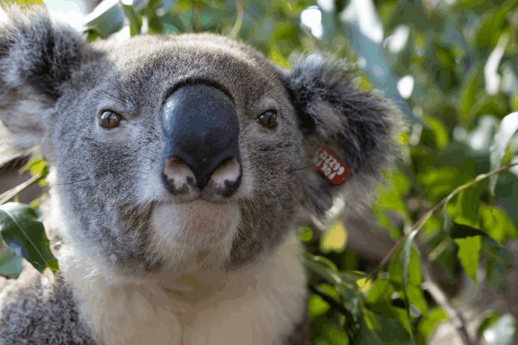 Koalas like Humphrey at three years old are just reaching sexual maturity for koala breeding season.