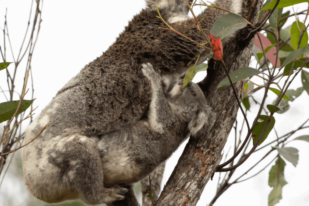 Endangered koalas