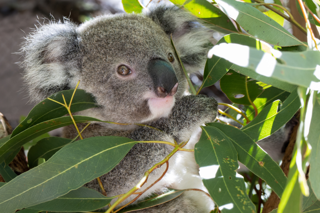 Koalas eat between 500 - 800 grams of eucalyptus leaves per day