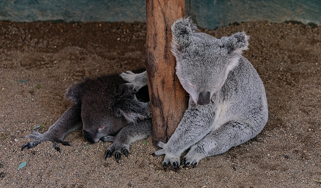 Koalas on the floor