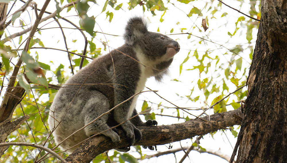 Is that KOALA a GIRL? 🐨💚❣️✓ Learn how to tell koala girls and