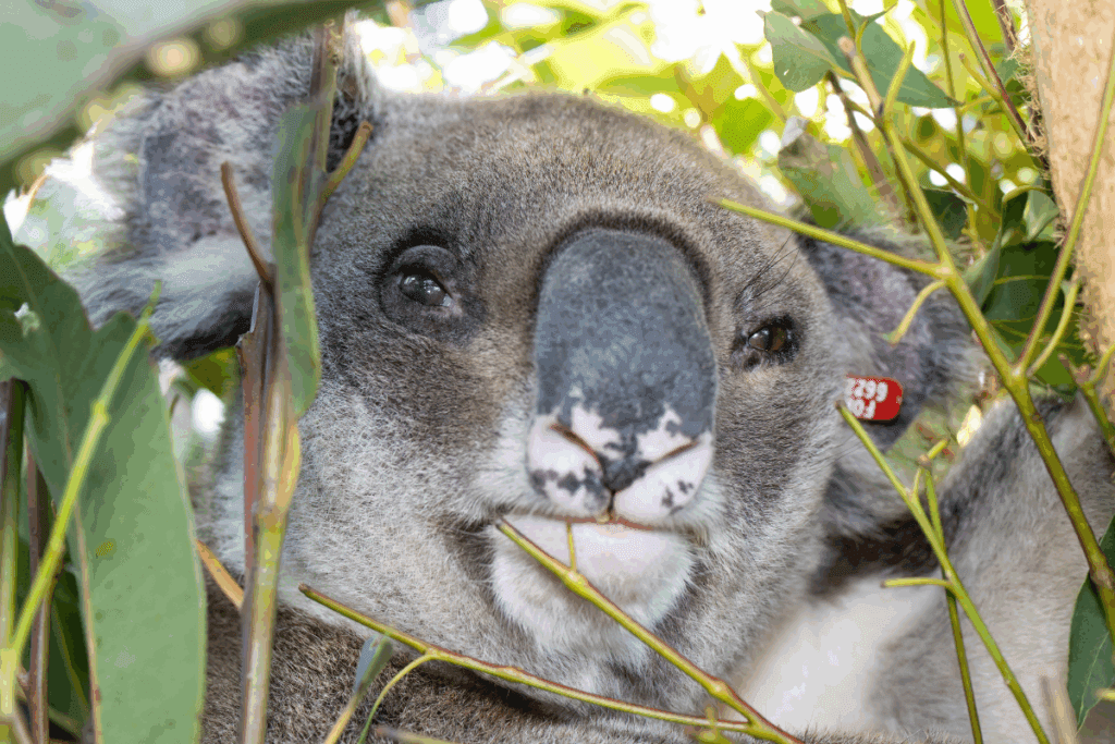 Once mature, koalas can continue to breed well into older age — often up to 10–12 years old in the wild! Good news for Duke this koala breeding season!