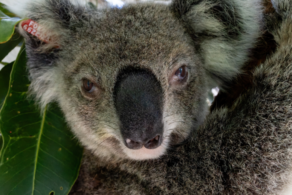 Following treatment this gorgeous koala tested negative for chlamydia