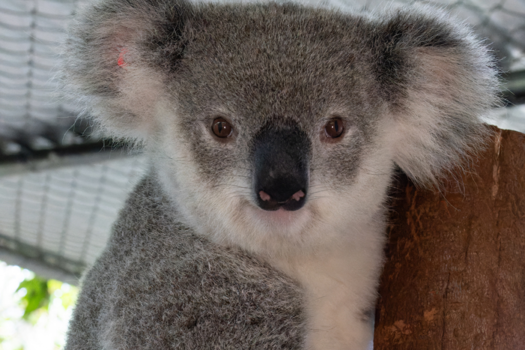 Tracey the koala has the cutest face ever!