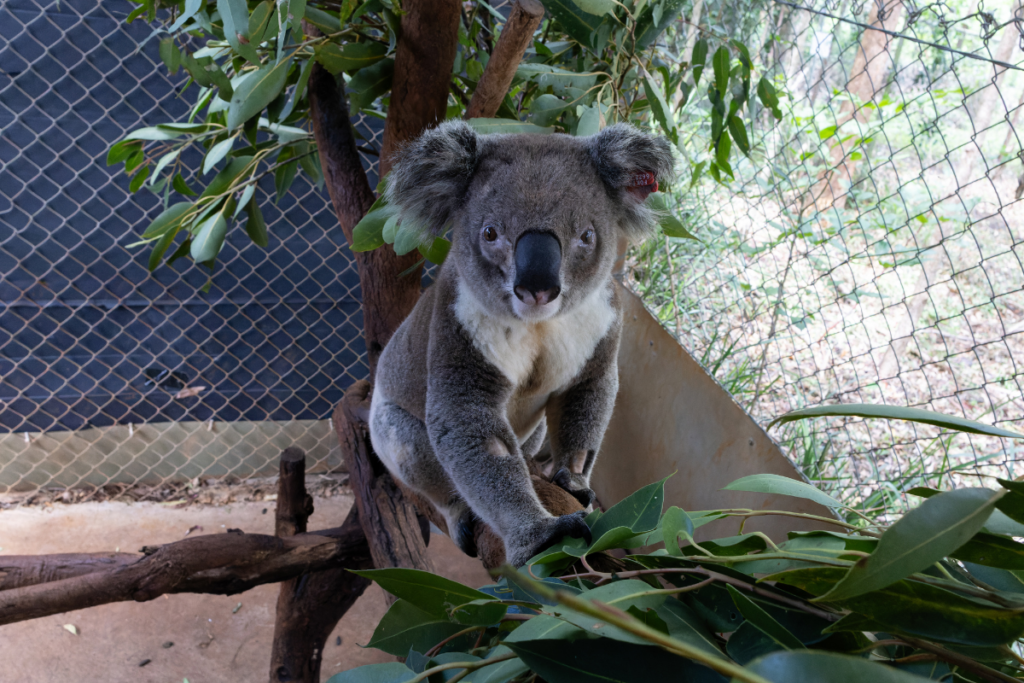 Mr. Peanut responded well to treatment and has since been released back home to the wild!