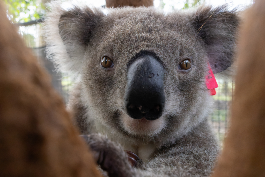 Increasingly, koalas like Russell are found in suburban areas