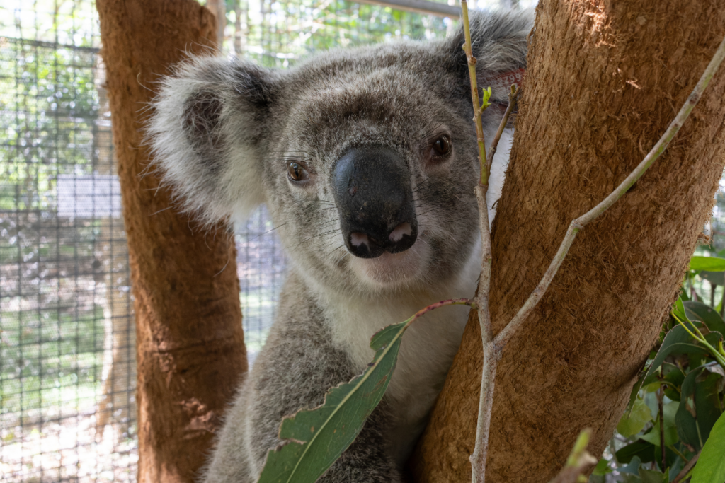 Swallow the koala was found wandering the streets