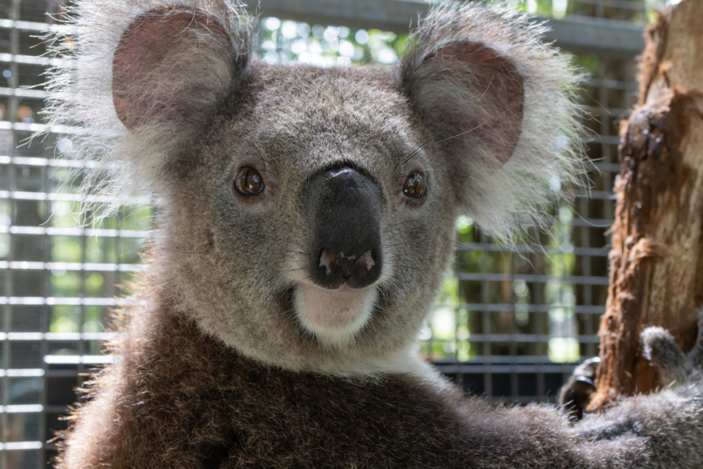 We love it when koalas like jynx only have a short stay at our Northern Rivers Koala Hospital